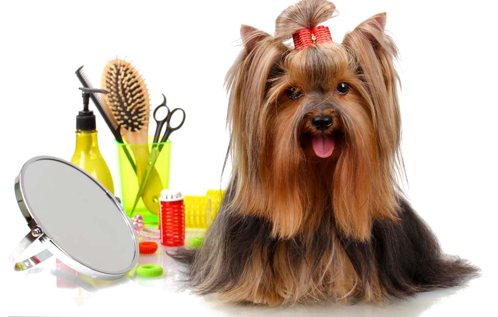Extraordinary Grooming Tips and Ideas for Your Pet