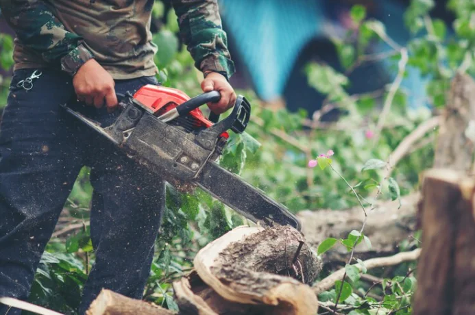 tree removal seminole fl
